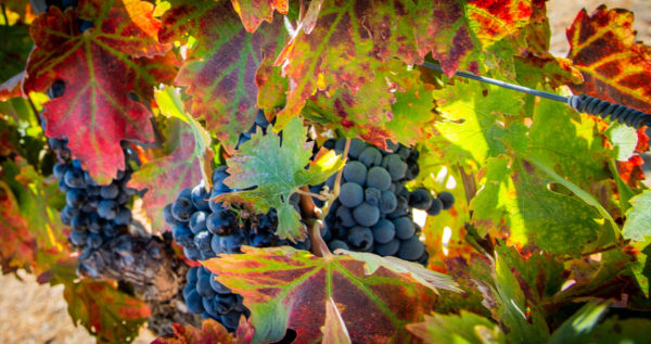 Wine Country- Paso Robles