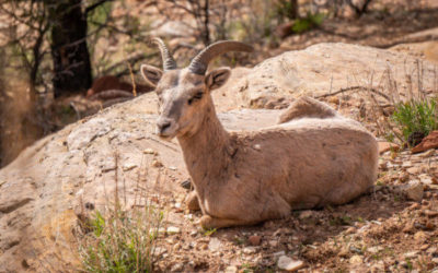 Easter Sunday in Zion with some of the locals…